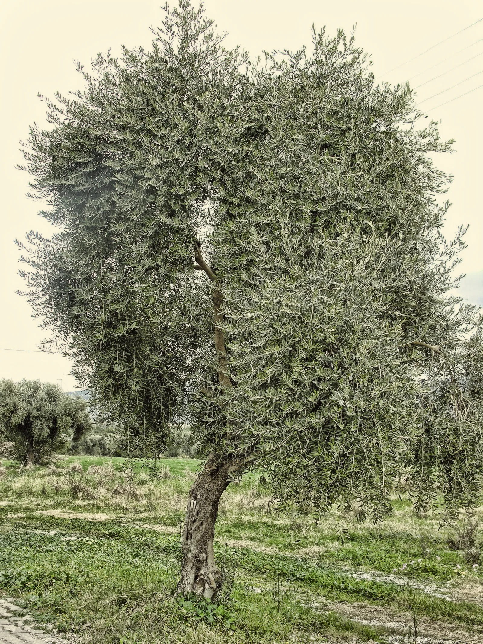 DSCN4414